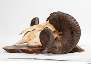 Skull Mouflon Ovis orientalis head horns skull 0049.jpg